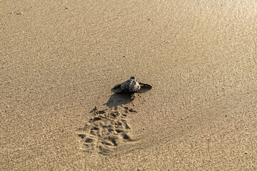 Obraz premium Baby turtle taking first steps towards ocean. This image was shot at time time of sunset.