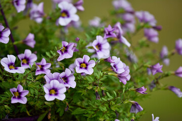 flowers in the garden