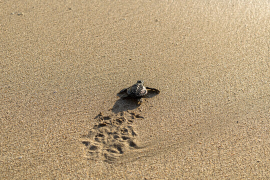 Baby turtle taking first steps towards ocean. This image was shot at time time of sunset.
