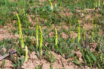 green asparagus sprouts on the field