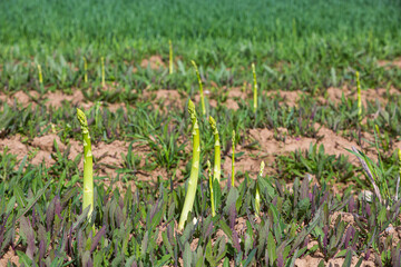 green asparagus grows on the field