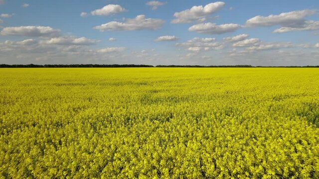 Low drone flies over blooming yellow rapeseed field. Sunny spring day and rolling clouds in the blue sky. Beautiful aerial view of landscape of a canola field. 