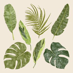 Fototapeta na wymiar Summer tropical exotic green monstera leaves, palm and banana leaves