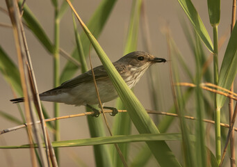 Spotted Flycatcher with a insect at Asker marsh