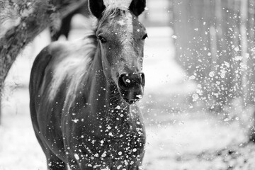 Farm animal hydration concept shows brown colt horse getting drink from water splash closeup in black and white.