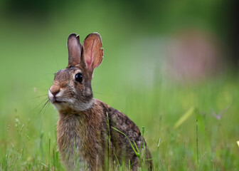 rabbit in the grass