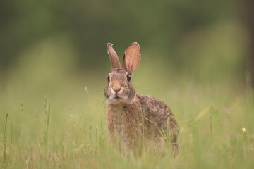 rabbit in the grass