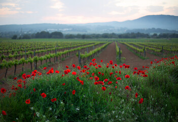 amapolas al borde de la ruta 