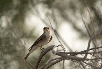 Spotted Flycatcher perched on a tree at Asker marsh