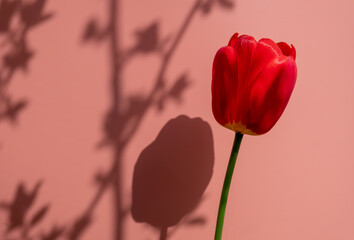 Tulip on a gentle postal background with deep shadows. Minimal summer concept. Free space.