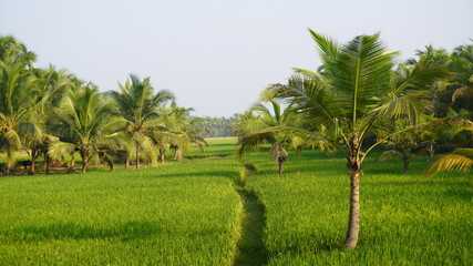 Natural view from god's own country (Kerala)