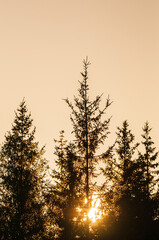 Sun behind tree tops in forest