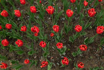 Obraz premium Tulips in the summer park view from above