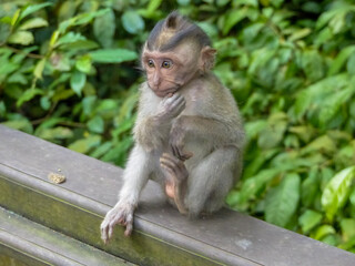 petit singe à Ubud