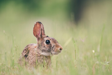 rabbit in the grass