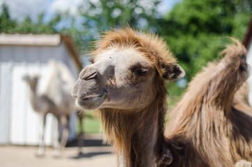 Camels. Exotic animal park in Dundaga, Latvia.