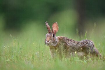 rabbit in the grass