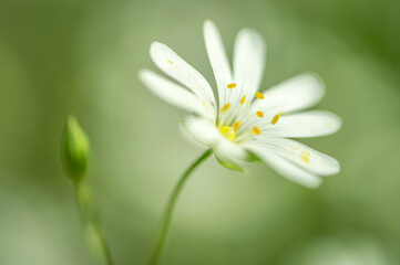 fleur des champs blanche petite sur fonds vert en plan rapproché en plein jour de profil
