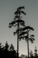 Silhouette of two trees in forest