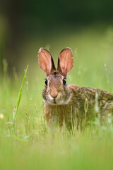 rabbit in the grass