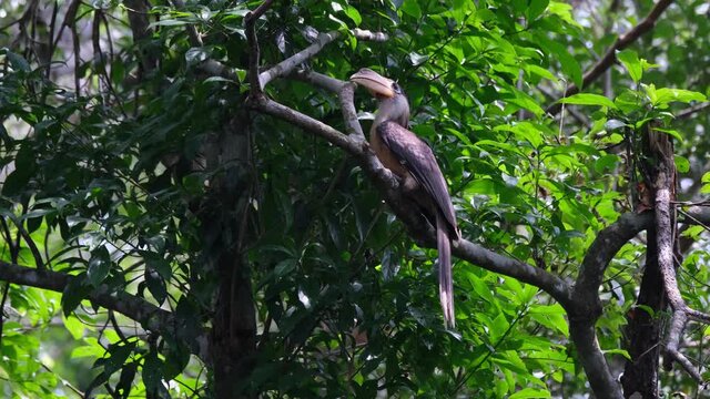 Austen's Brown Hornbill, Anorrhinus austeni, Khao Yai National Park; an individual perched on a branch facing to the left while scraping its bill on the branch to get rid of some dirt.