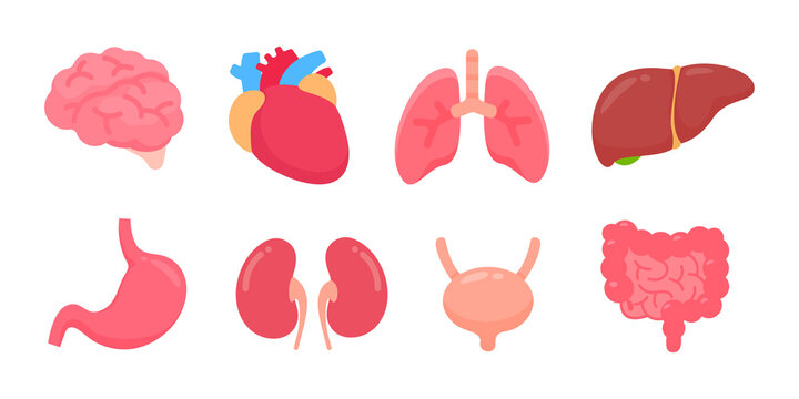 Vector human organs. Human body internal parts Concept of study of body systems.