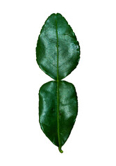Kaffir lime leaves, an essential ingredient for Thai cooking. Placed on a white background. Clipping path.