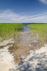 Reeds along the shore of Busnieks lake in Ventspils, Latvia.