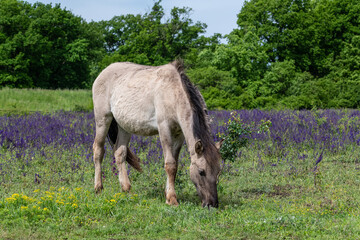 Fototapeta premium Konik Horse in a bright field with colorful wild flowers in Marchegg Natur Parkland, Austria