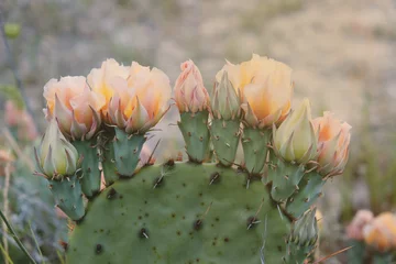 Keuken spatwand met foto Stekelig per cactus bloeit op opuntia van dichtbij tijdens het lenteseizoen. © ccestep8
