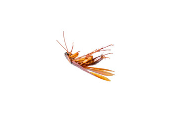 The brown cockroach died. Isolated on white background They are insects that live in the house and like to eat food waste.