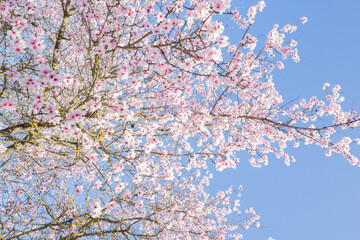 Albero di ciliegio fiorito