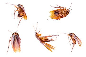 Several dead brown cockroaches isolated on white background. They are insects that live in the house and like to eat food waste.