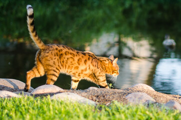 Naklejka na ściany i meble Bengal cat walks in the park. Looks like leopard.