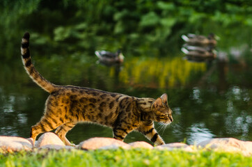 Bengal cat walks in the park. Looks like leopard.