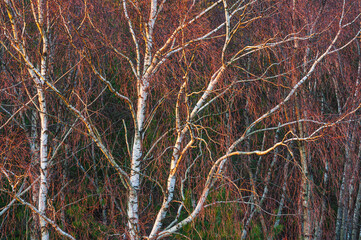 Birch trees with evening light