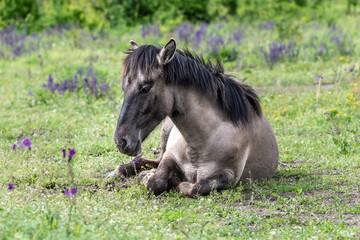 Fototapeta premium Konik Horse in a bright field with colorful wild flowers in Marchegg Natur Parkland, Austria