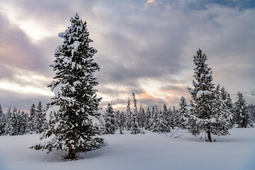 Large trees of a forest in winter with snow on their bows