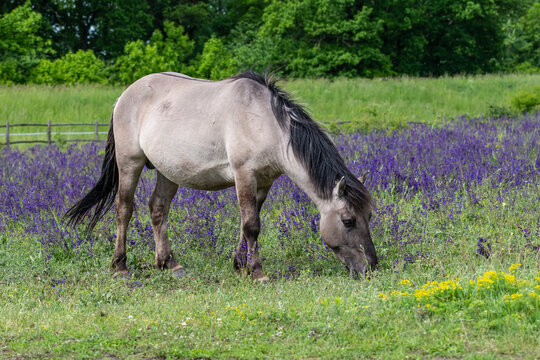 Konik Horse in a bright field with colorful wild flowers in Marchegg Natur Parkland, Austria