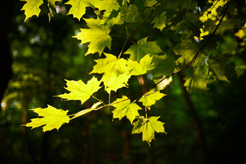Admiring the beautiful light shining through the tree leaves and the morning fog on a challenging woodland trail near Pittsburgh in Western Pennsylvania on a spring day of May 25th, 2021.