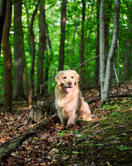 Admiring the beautiful light shining through the tree leaves and the morning fog on a challenging woodland trail near Pittsburgh in Western Pennsylvania on a spring day of May 25th, 2021.