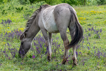 Konik Horse in a bright field with colorful wild flowers in Marchegg Natur Parkland, Austria © Karl Allen Lugmayer