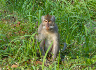 singe à Ubud