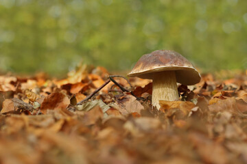 ein junger Steinpilz im Laub