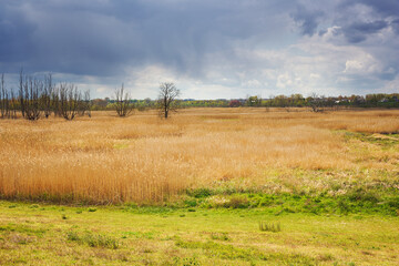 Rain clouds over a polder landscape near Kruibeke with some houses of the village in the background - obrazy, fototapety, plakaty