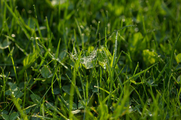 Beauty backgrounds with with cobwebs, foliage, green grass, dew drops and bokeh, banner with copy space