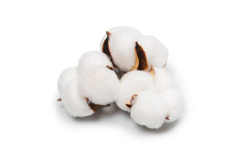 Cotton flower branch isolated on white background.