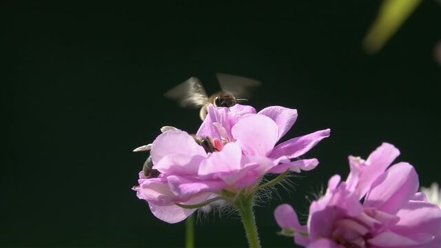 Bees, fiying on Pink rose flower, black background. slow-motion