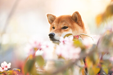 Beautiful red shiba inu dog on cherry blossom's background. Japanese shiba dog and blooming sakura....