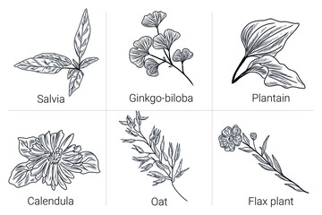 Herbs collection. Set of hand drawn plant illustrations, salvia plant, ginkgo-biloba, plantain leaves, calendula flower, oat, flax plant